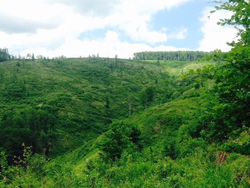 
 Staza psunjske samostalne satnije
