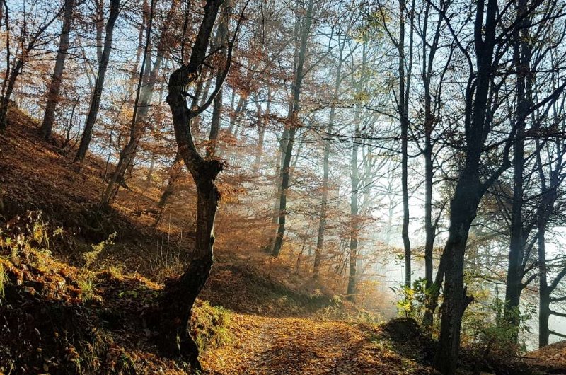 7. pohod na Brezovo polje
