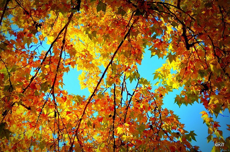 
 Pohod na Brezovo polje - najava
