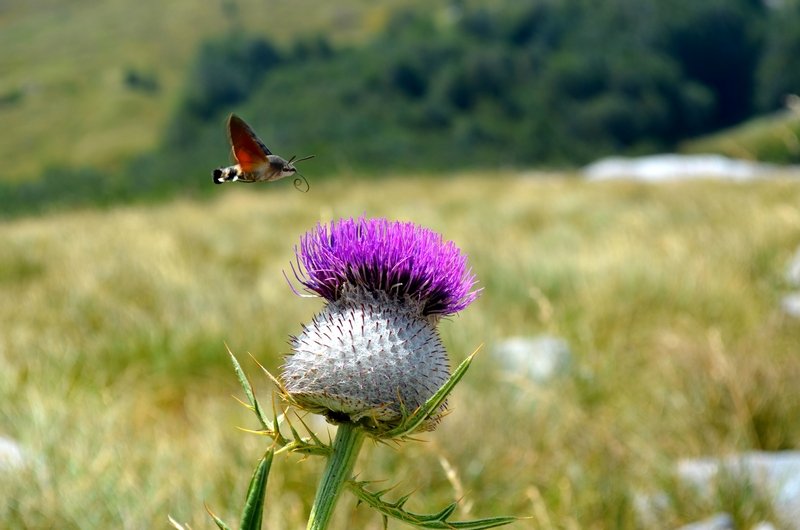 
 Planine i mi - izložba
