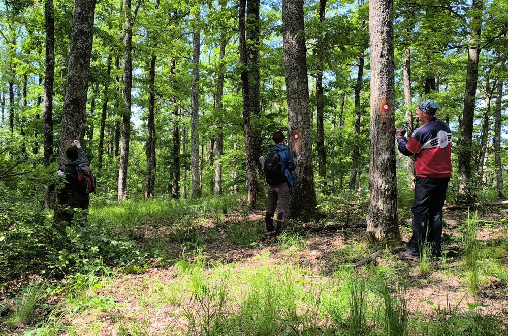 
 Markacistička akcija
