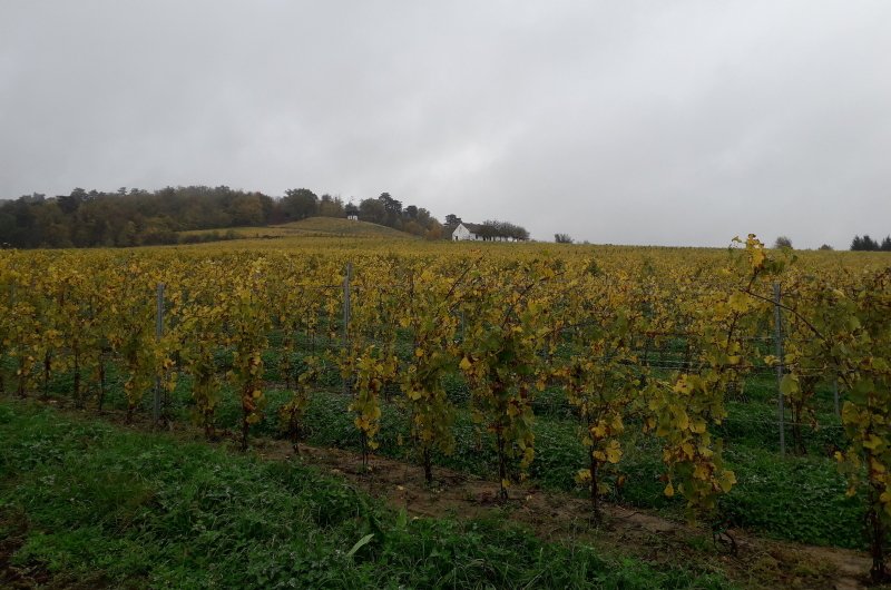 Planinarsko Martinje u Kutjevu