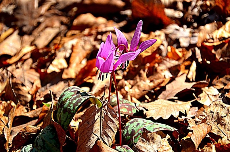 Pozdrav proljeću - 37. Papučki jaglaci